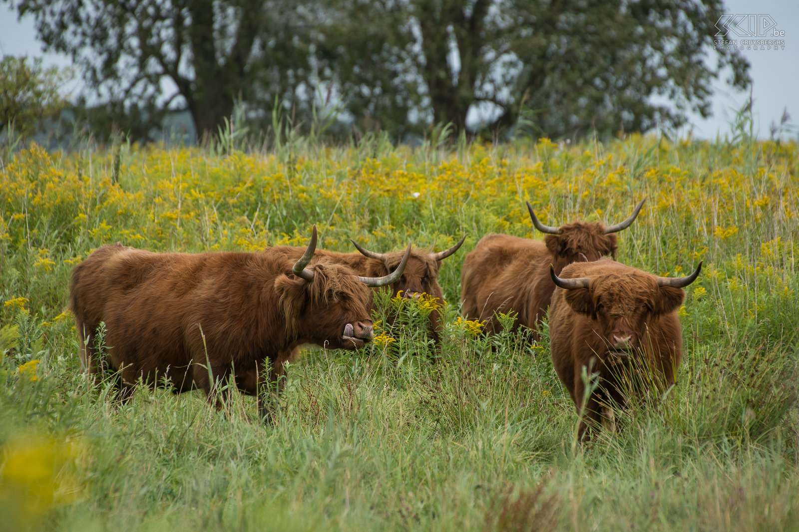 Tiengemeten - Schotse hooglanders Foto’s van een weekendje wandelen op het natuureilandje Tiengemeten in Noord-Holland. In 2006 werd Tiengemeten omgevormd van landbouwgrond naar natuur en nu staat het vol met wilde bloemen, zijn er vele wondermooie velden met gele guldenroede, grazen er semi-wilde Schotse hooglanders en zijn ook watervogels er talrijk. Stefan Cruysberghs